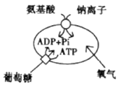 图片_x0020_618701529
