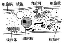 图片_x0020_100005