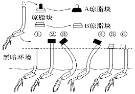 图片_x0020_1969700248